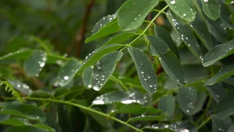 4k Drops on the Leaves of a Tree Stock Footage 91538245