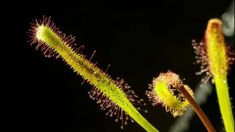 4K Drosera Capensis 库存影片 78644216