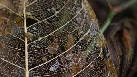 4K Dry skeletonized leaf with detail of structure in rainforest at Brazil jungle Stock Footage 75249471