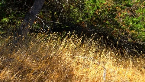4K Dry Yellow Grass Blowing in Wind Macro Close Up, Slow Motion Field Closeup Stock Footage 83667909