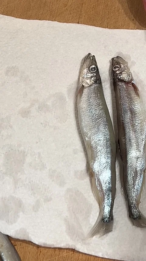 4K drying defrosted 多春魚 Capelin fish Stock Footage 260506742