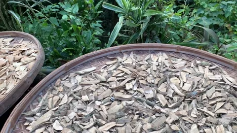 4k drying herb under the sun, Chinese medicine Stock Footage 149371575