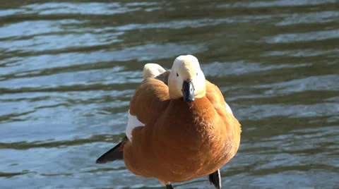 4k the duck cleans feathers Stock Footage 37440304