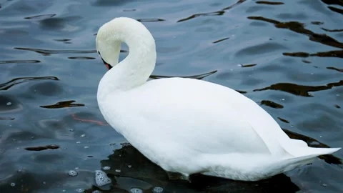 4k duck Stock Footage 321369042