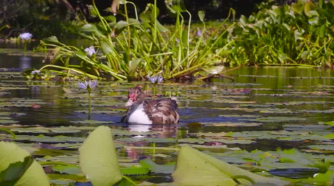 4K Duck Pond 01 Stock Footage 58928651