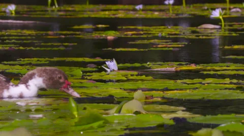 4K Duck Pond 02 Stock Footage 58914626
