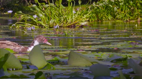 4K Duck Pond 03 Stock Footage 58914449