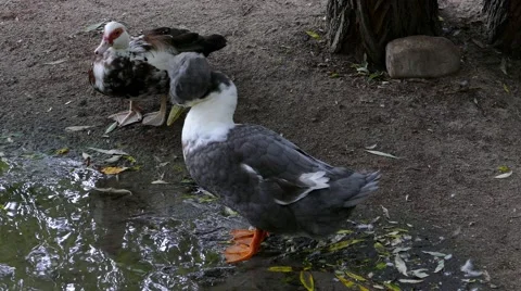 4k – Ducks 01 Stock Footage 53859913