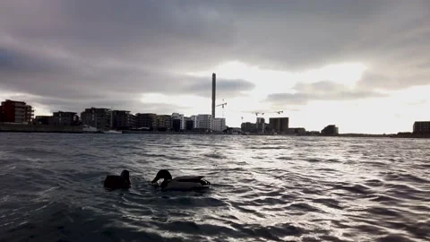 4K, ducks eating, being fed in ocean at dusk, backlit, buildings in background Stockbeeldmateriaal 147186908