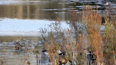 4K Ducks Foraging For Food Behind Tall Grass In Lake Stock Footage 89562880
