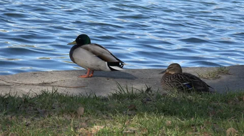 4K ducks have a rest Stock Footage 37537004