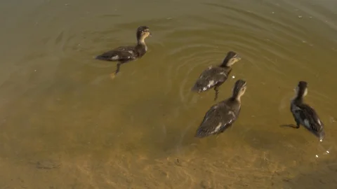 4K Ducks little small offspring reproduction cute goose patos eating water Stock Footage 113420861