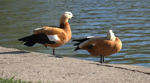 4K ducks at a pond Stock Footage 37452239