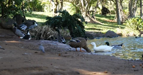 4K Ducks by pond Stock Footage 100109551