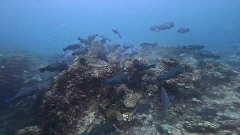 4K Dynamic Shot: School of 80 bumphead parrotfish grazing on a shallow coral Stock Footage 337052688
