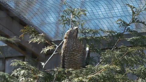 4K - Eagle in cage Stock Footage 62890391