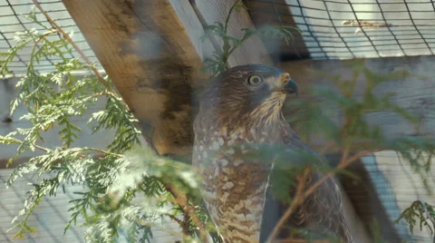 4K - Eagle in cage Stock Footage 62890664