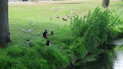 4K eagles resting next to a river 스톡 동영상 309939600