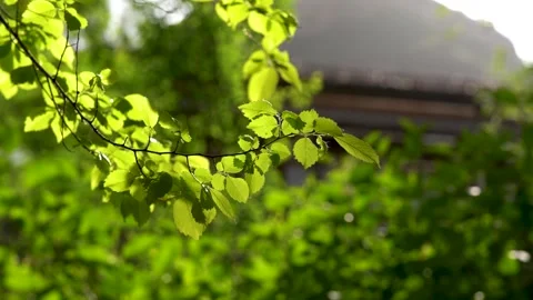 4K early summer backlit plant leaves empty mirror real shot video Stock-Footage 334098288