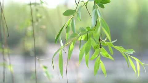 4K early summer willow bud empty lens artistic conception real shot video Stock-Footage 334098495