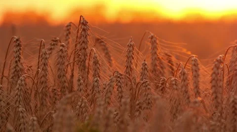 4k, ears of wheat against a red sky 2 Stock-Footage 52526351