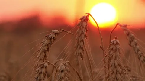 4k, ears of wheat on background red sun 2 Stock Footage 52527007