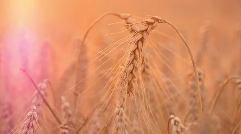 4k, ears of wheat at sunset, close up 1 Stock-Footage 52525748