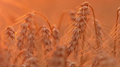 4k, ears of wheat at sunset, close up 2 Stock Footage 52526256
