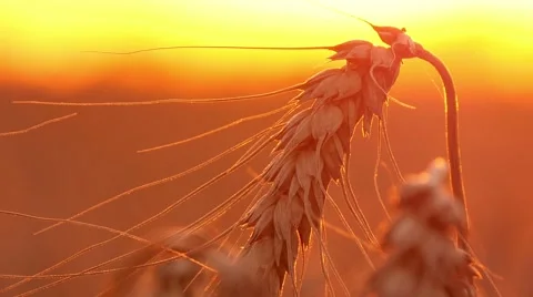 4k, ears of wheat at sunset, close up 3 Stock-Footage 52526335