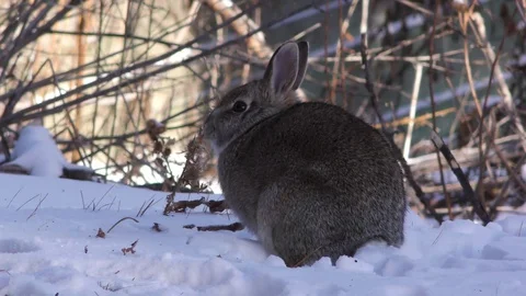 feeding wild rabbits in winter