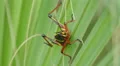 4K Eastern Lubber Grasshopper (Romalea microptera) - Nymph 5 4k or 4k+ Resolution