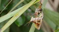 4K Eastern Lubber Grasshopper (Romalea microptera) - Adult Emerging 1 4k or 4k+ Resolution