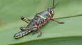 4K Eastern Lubber Grasshopper (Romalea microptera) - Nymph 1 4k or 4k+ Resolution