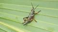 4K Eastern Lubber Grasshopper (Romalea microptera) - Nymph 2 4k or 4k+ Resolution