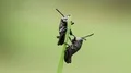 4K Eastern Lubber Grasshopper (Romalea microptera) Two Nymphs Perching 4k or 4k+ Resolution