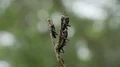 4K Eastern Lubber Grasshopper (Romalea microptera) Nymphs Perching 4k or 4k+ Resolution