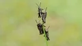 4K Eastern Lubber Grasshopper (Romalea microptera) Nymphs Perching 4k or 4k+ Resolution