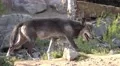 4k Eastern Timber Wolf closeup low angle in rocky hills landscape 4k or 4k+ Resolution