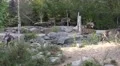 4k Eastern Timber Wolves and Caribous in rocky hills landscape 4k or 4k+ Resolution
