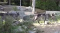 4k Eastern Timber Wolves exploring terrain in rocky hills landscape 4k or 4k+ Resolution