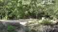 4k Eastern Timber Wolves pack in rocky hills landscape 4k or 4k+ Resolution