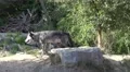 4k Eastern Timber Wolves pack in sunny hills landscape 4k or 4k+ Resolution