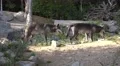 4k Eastern Timber Wolves pack disappear in rocky hills forest 4k or 4k+ Resolution