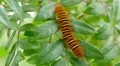 4K Echo Moth (Seirarctia echo) Caterpillar 1 4k or 4k+ Resolution