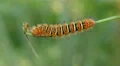4K Echo Moth (Seirarctia echo) Caterpillar 4 4k or 4k+ Resolution