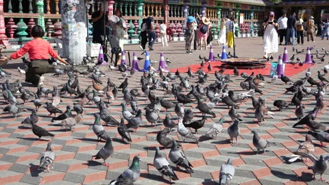 4K Editorial close up slow motion of pigeons flock at Batu Caves plaza 스톡 동영상 337086806