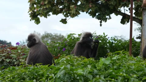 4K Editorial shot of Dusky leaf monkeys interacting and feeding on Penang Hill 스톡 동영상 337090486