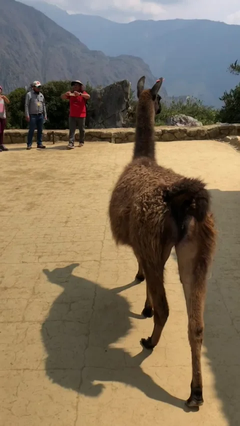 4K Editorial: Wild Animal at Machu Picchu, Peru Stock Footage 321815759