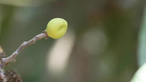 4K Edward mango fruit set on tree in Ica Peru 스톡 동영상 348118745