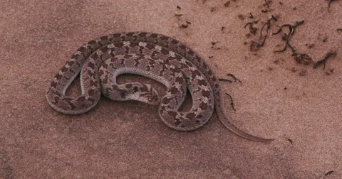4K egg eating snake in defensive posture Stock Footage 64695056